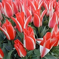 Red and White Glory